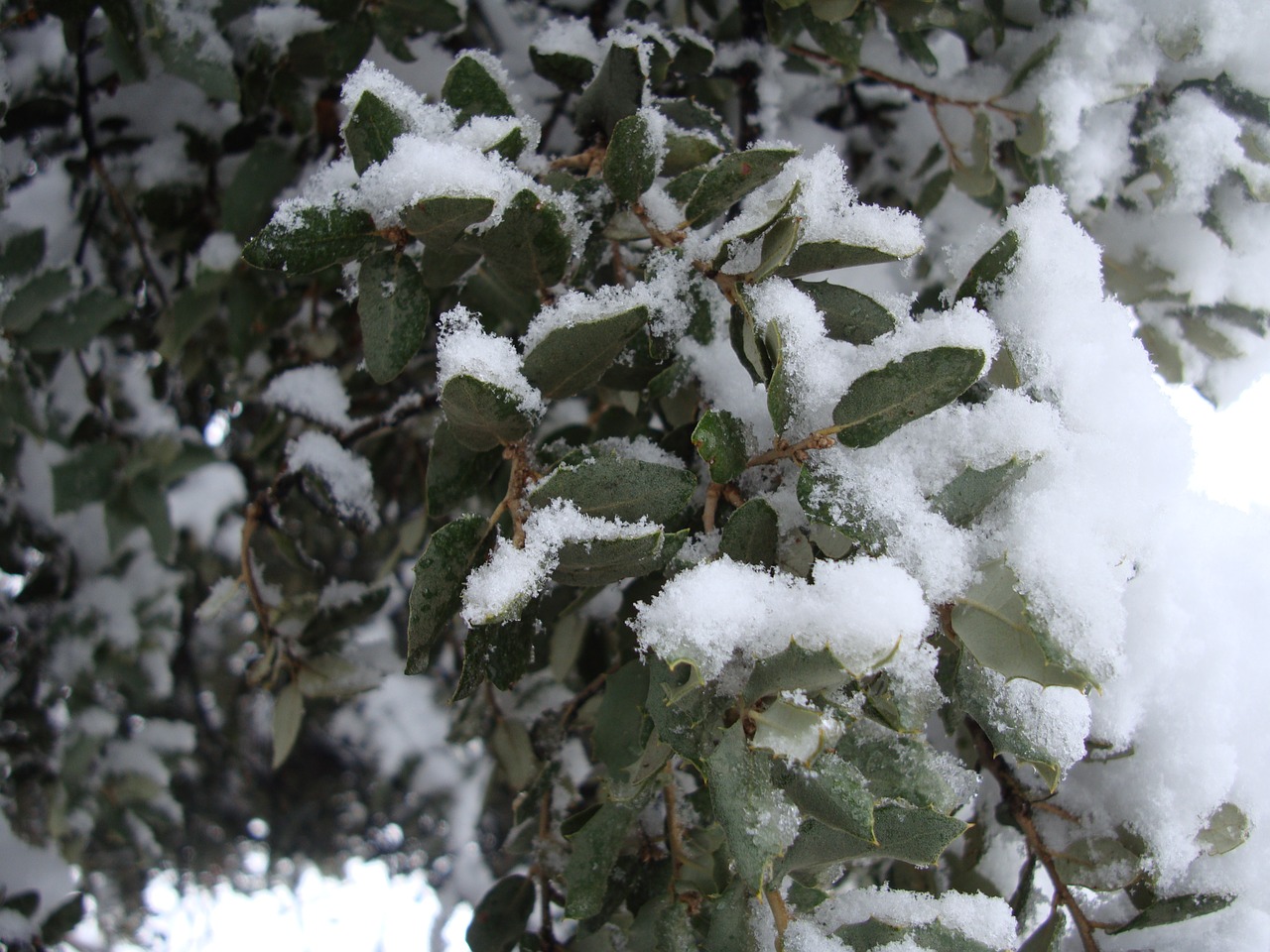 winter snow nature free photo