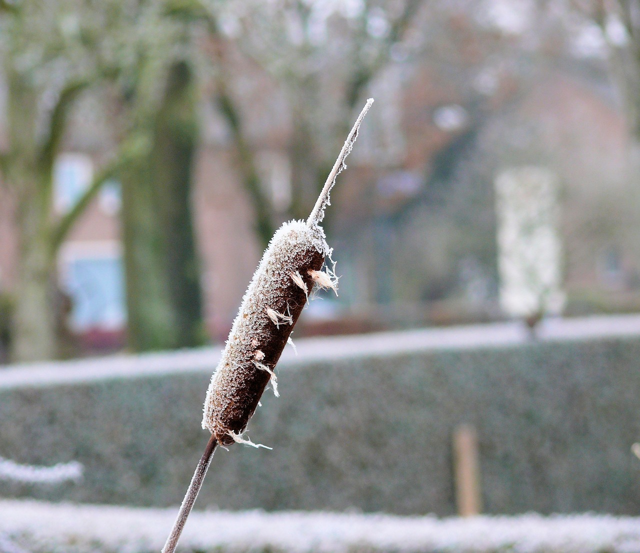 winter ice cattail free photo