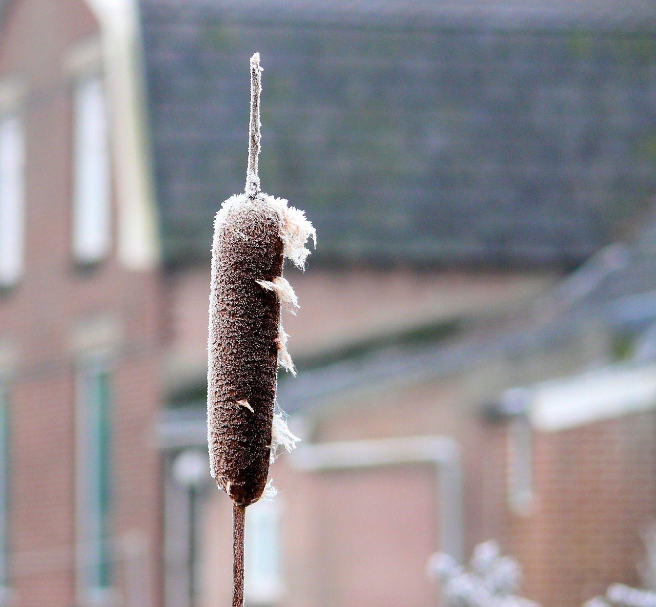 winter ice cattail free photo