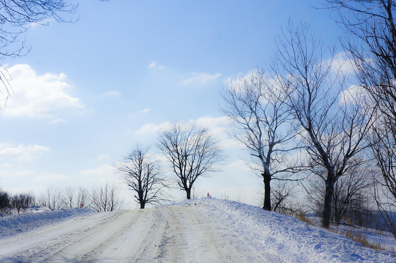 winter landscape tree free photo