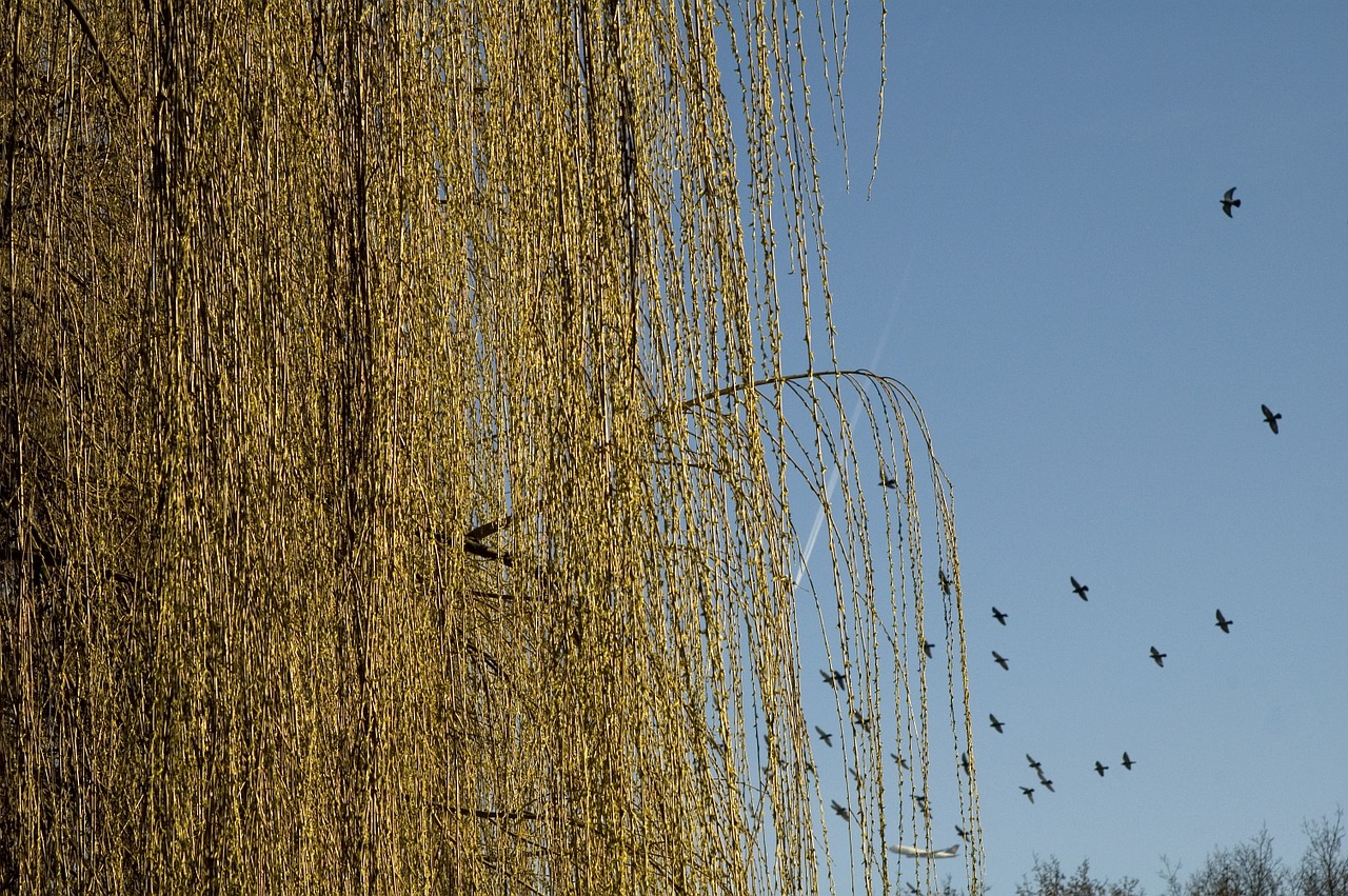 winter pasture flock of birds free photo