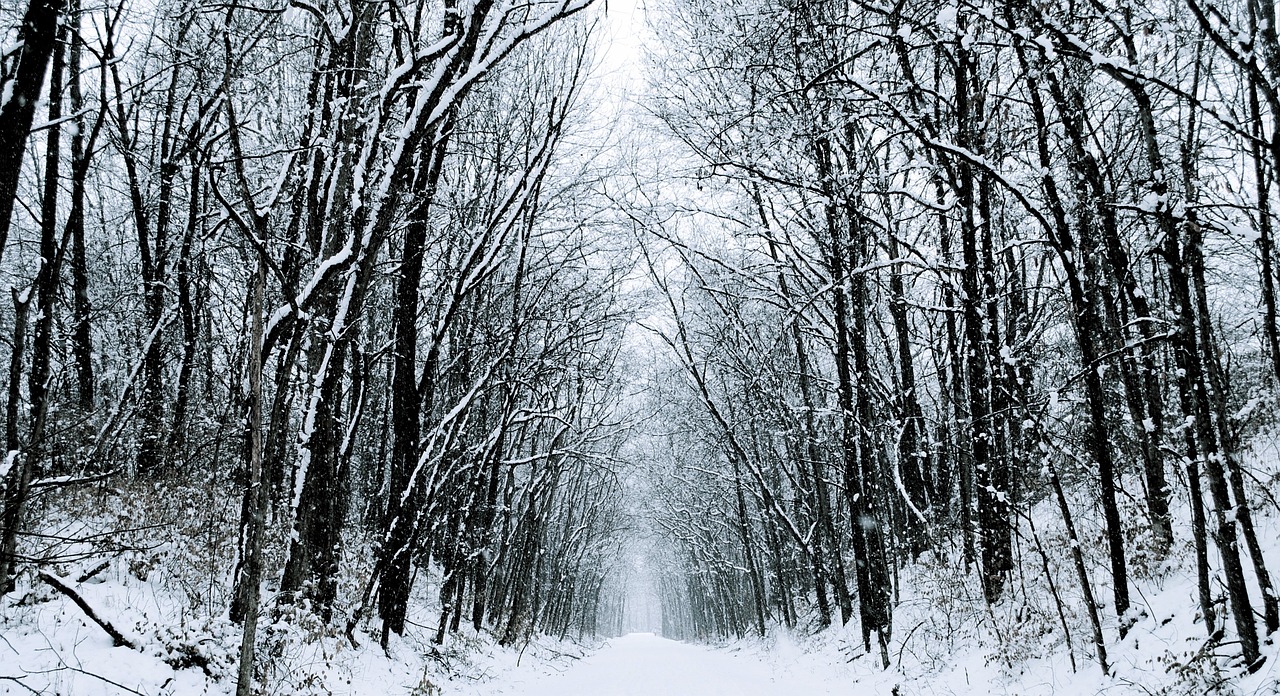 winter snow road free photo