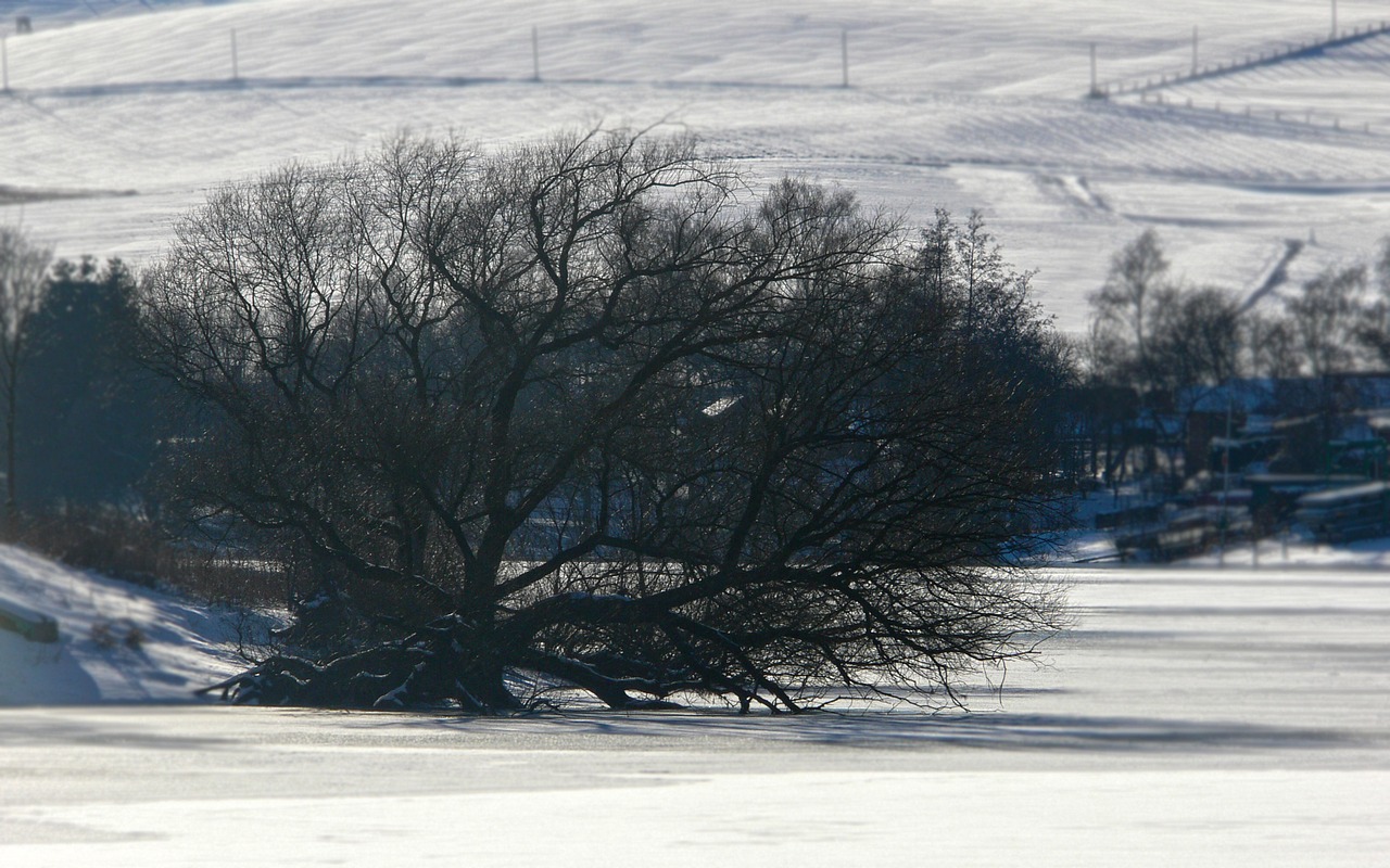 winter tree oak free photo