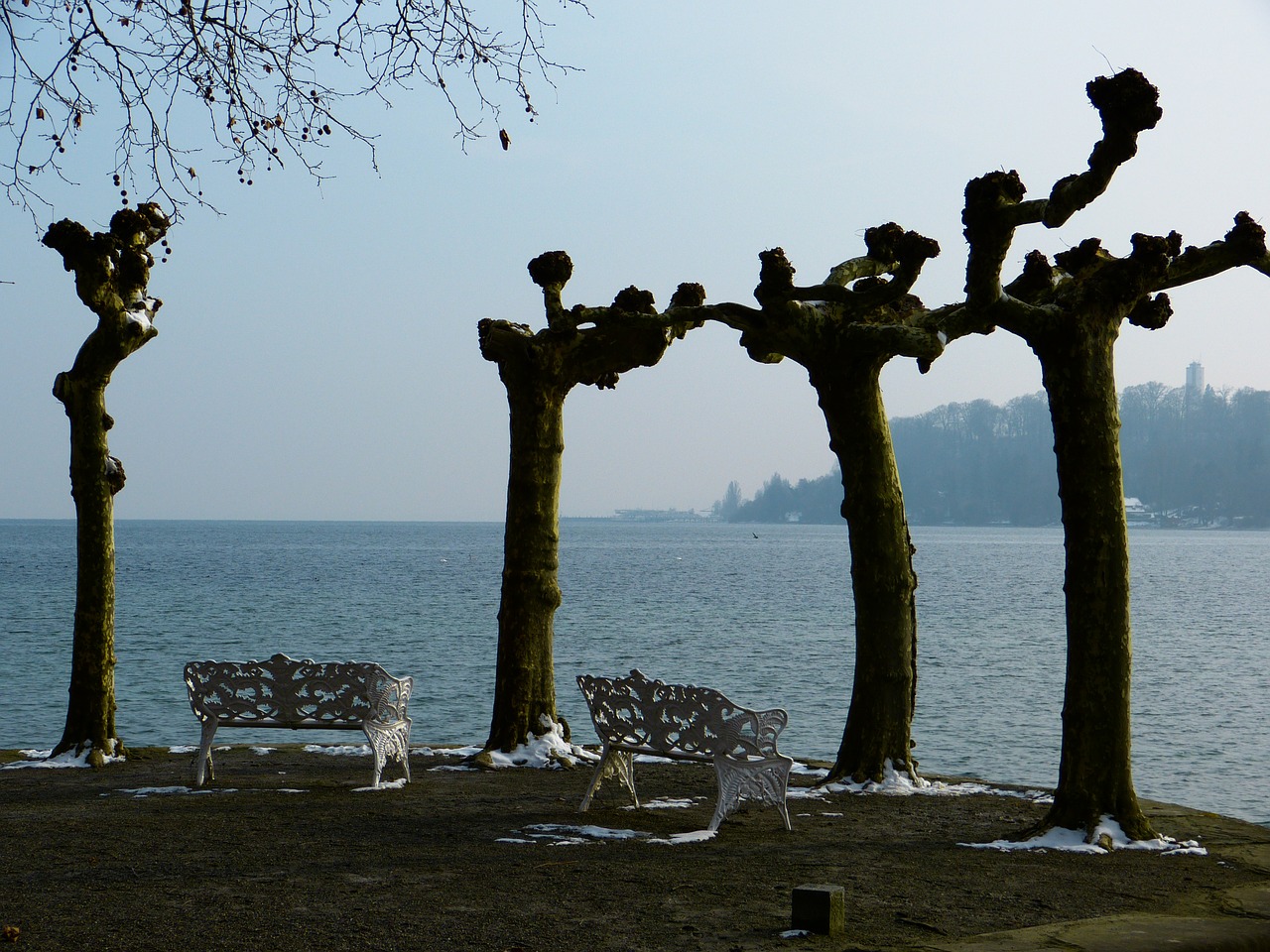 winter mood plane trees free photo