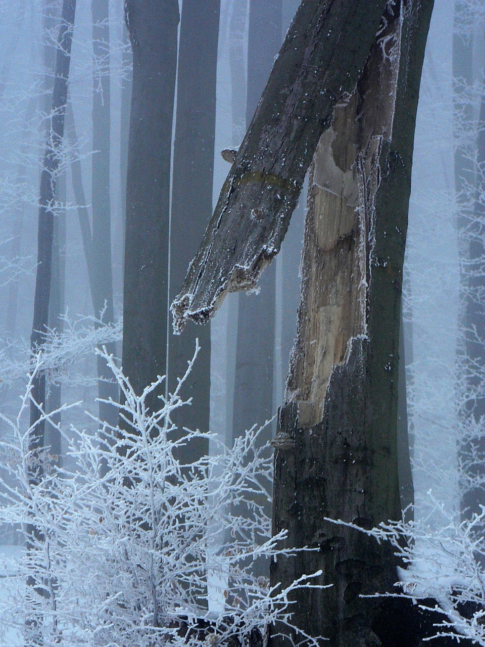 winter park tree free photo