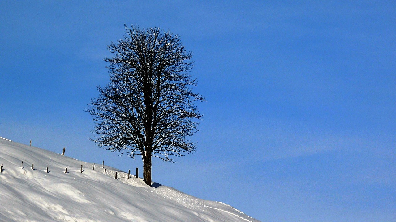 winter snow wintry free photo