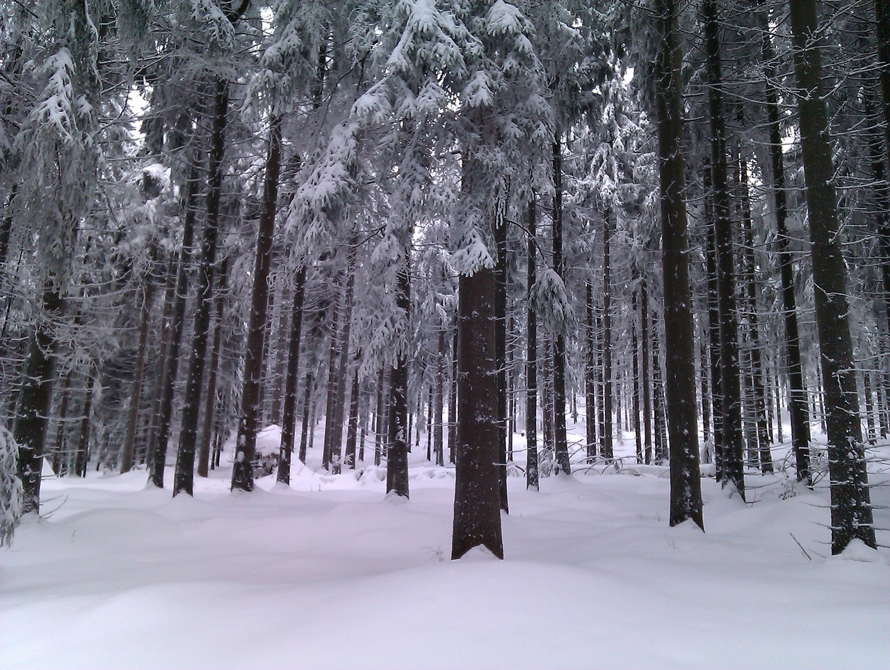 winter forest snow free photo