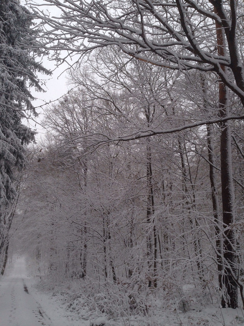 winter snow forest free photo