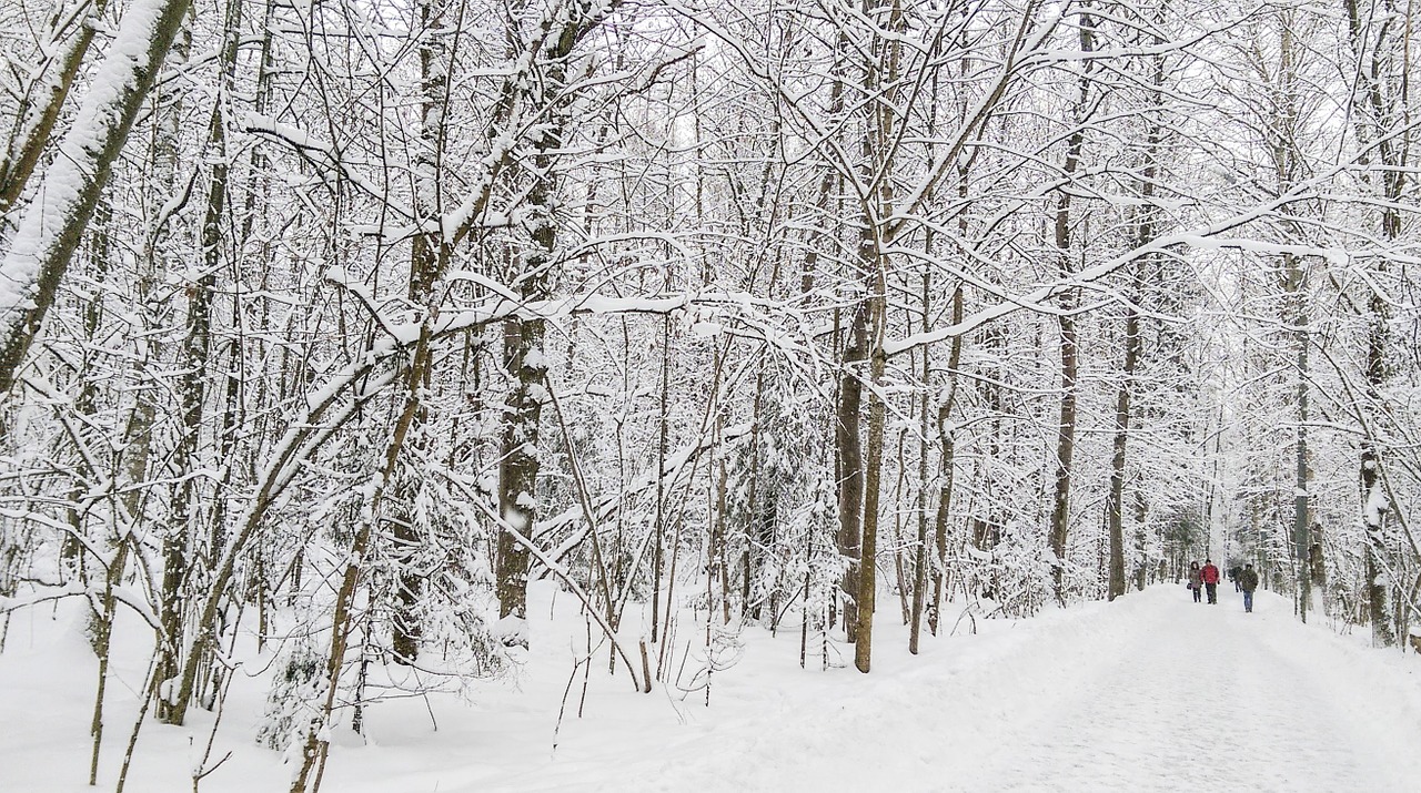 winter landscape forest free photo