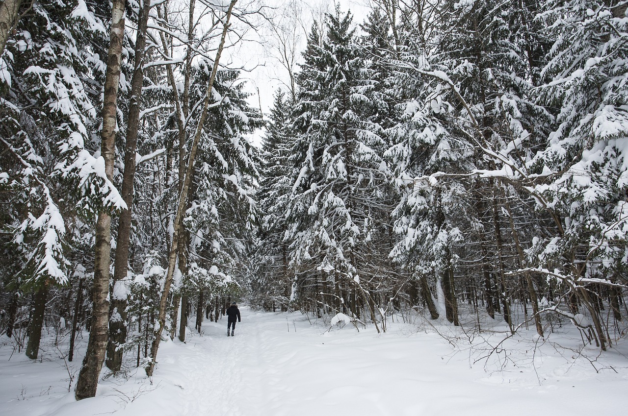 winter snow forest free photo