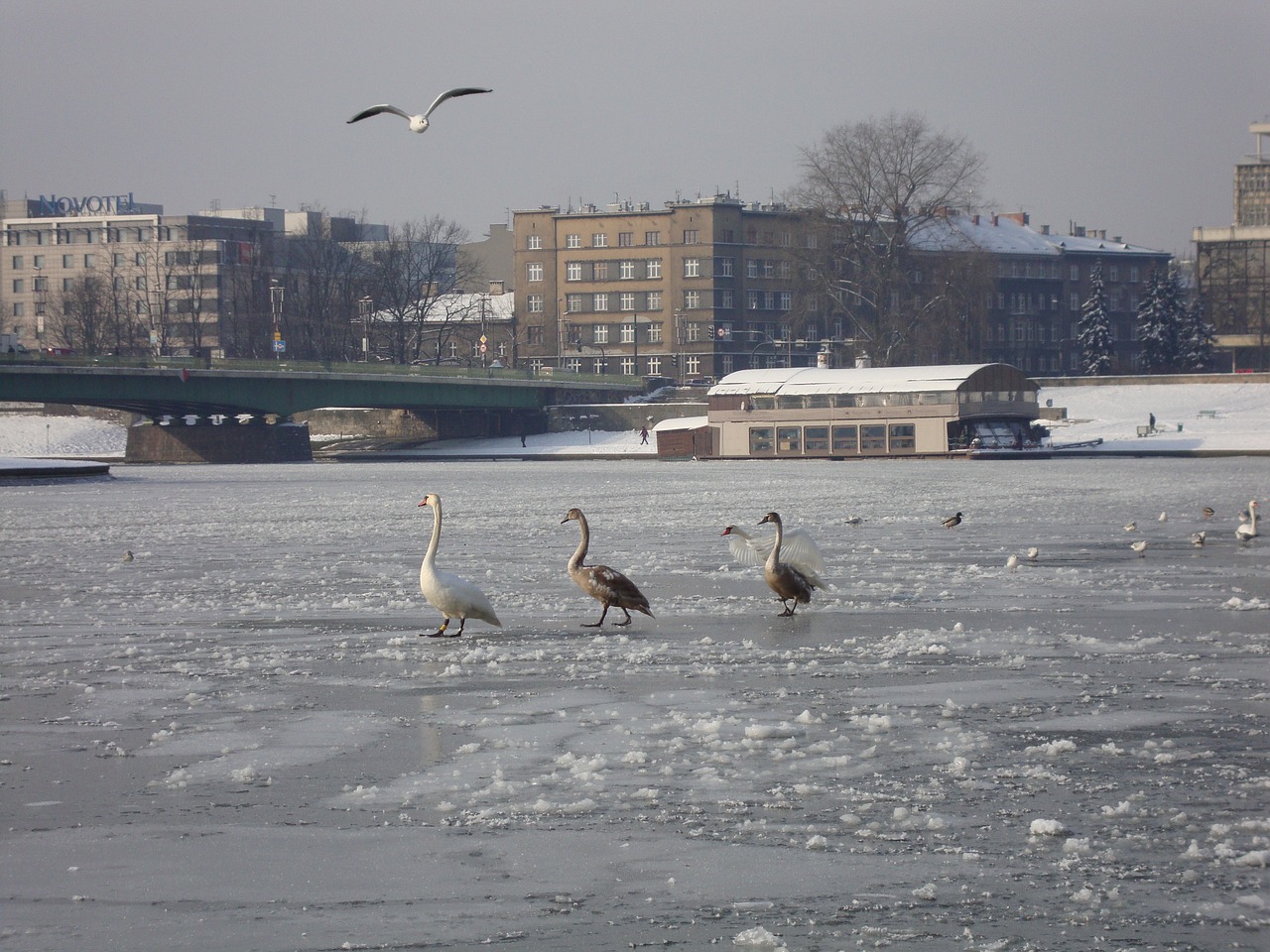 winter river ice free photo