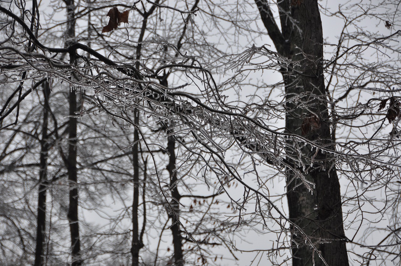 winter ice storm free photo