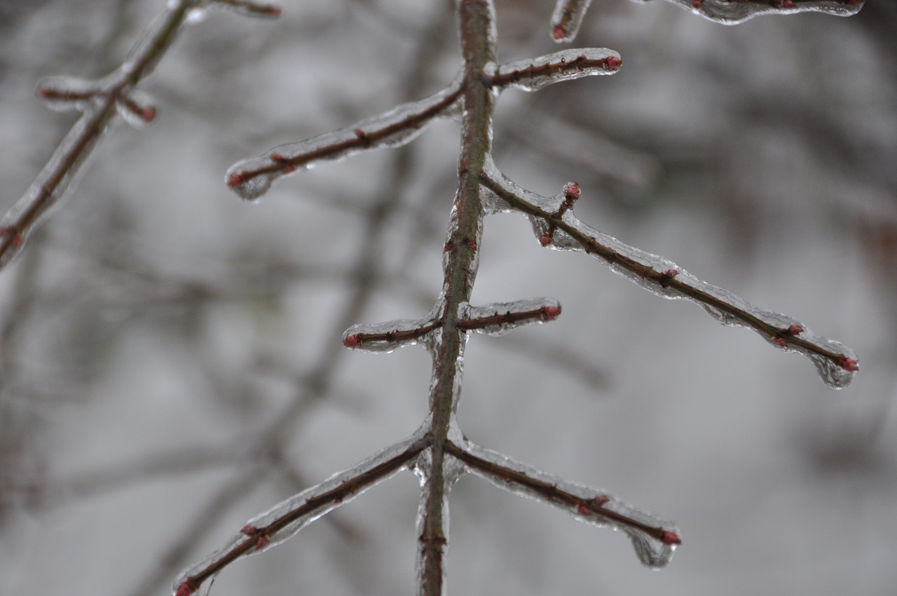 winter ice tree free photo