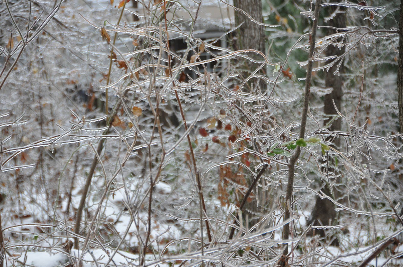 winter ice trees free photo