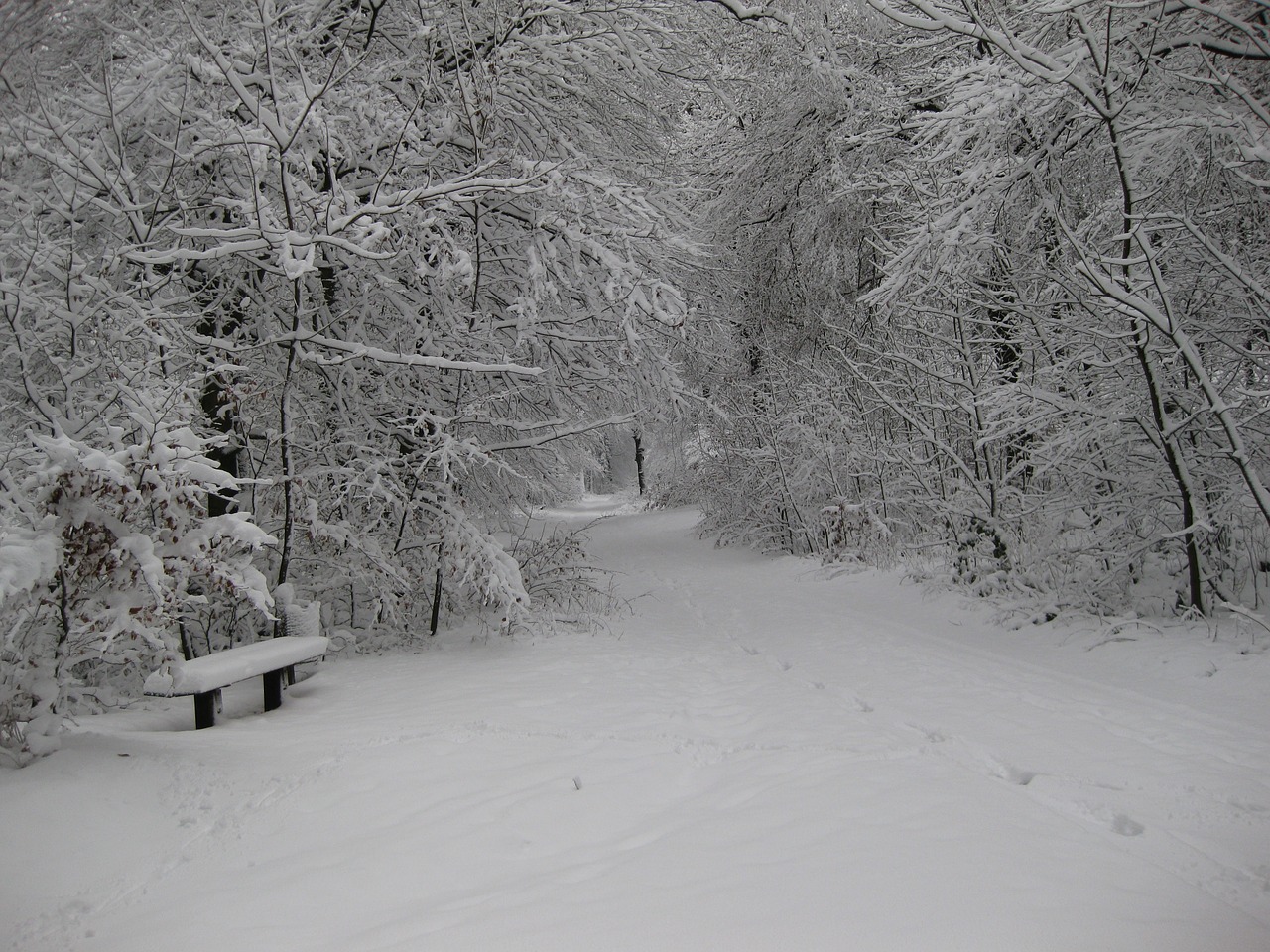 winter snow wintry free photo