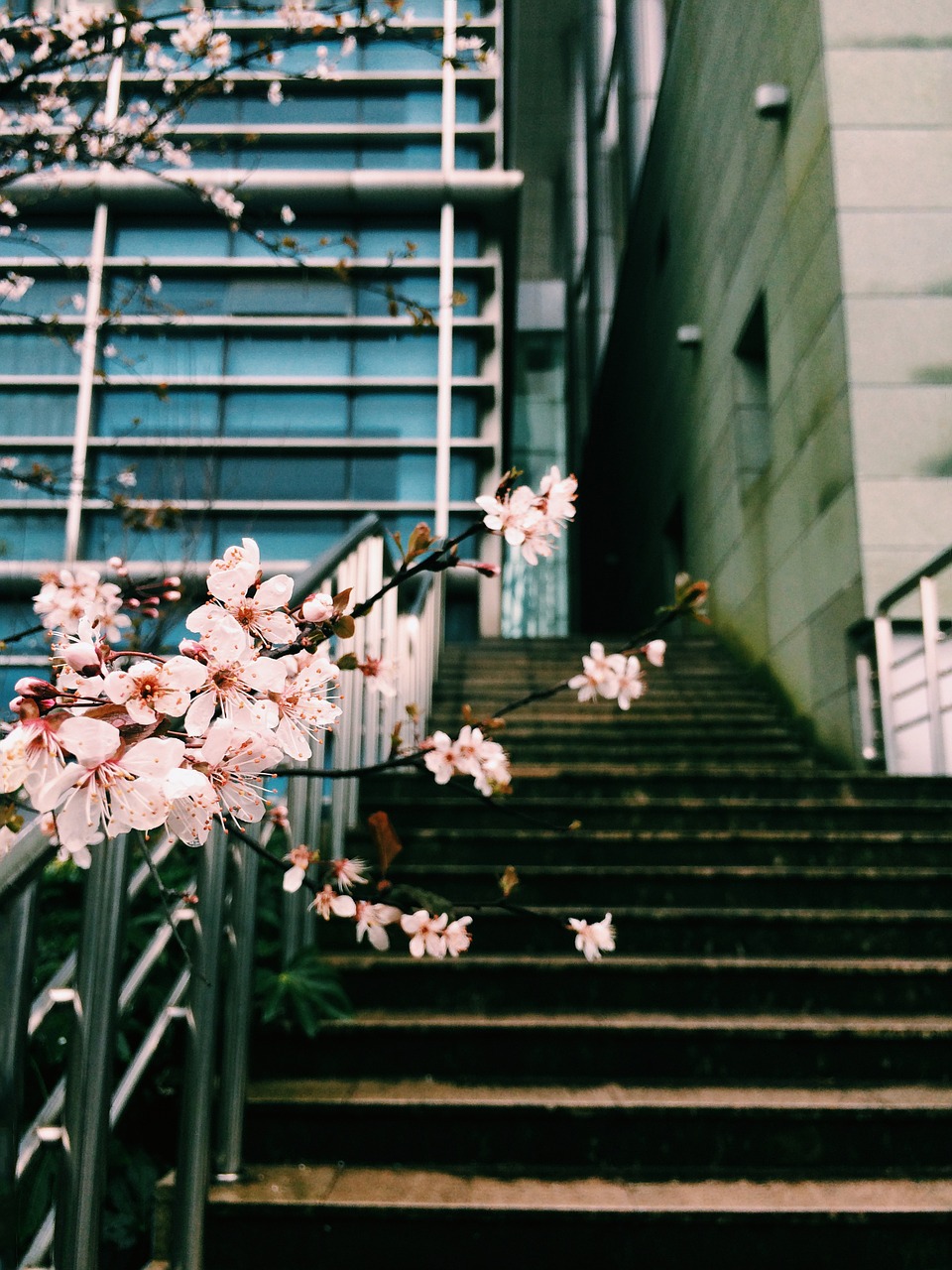 winter plum blossom campus free photo