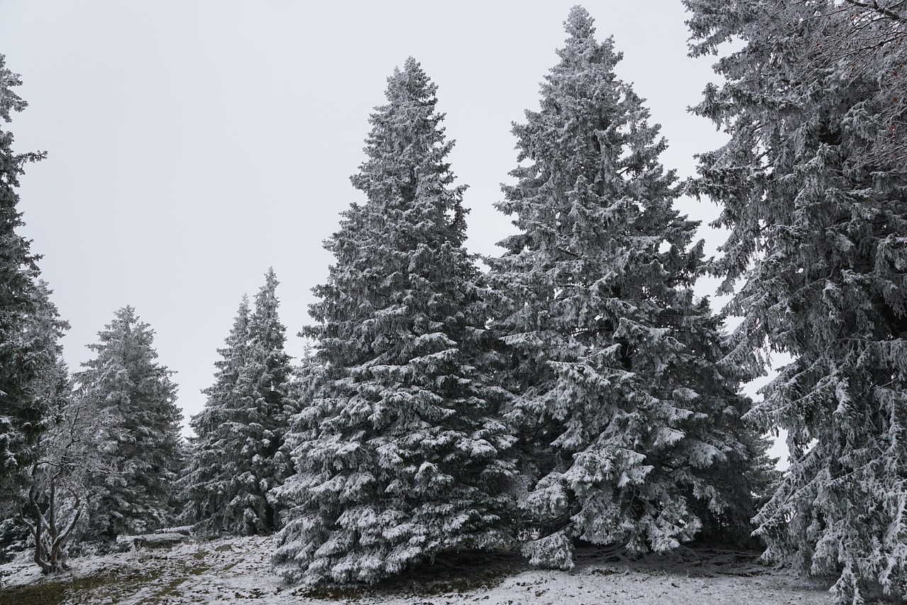 winter forest firs free photo