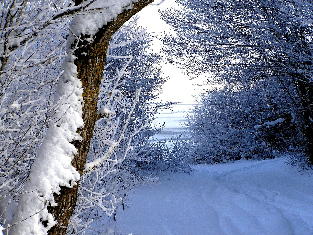 winter snow trail free photo