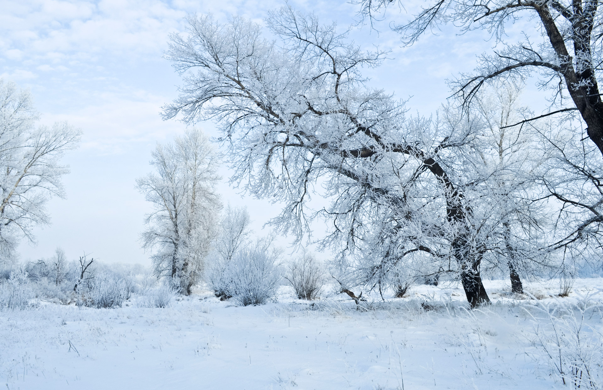 winter landscape snow frost free photo