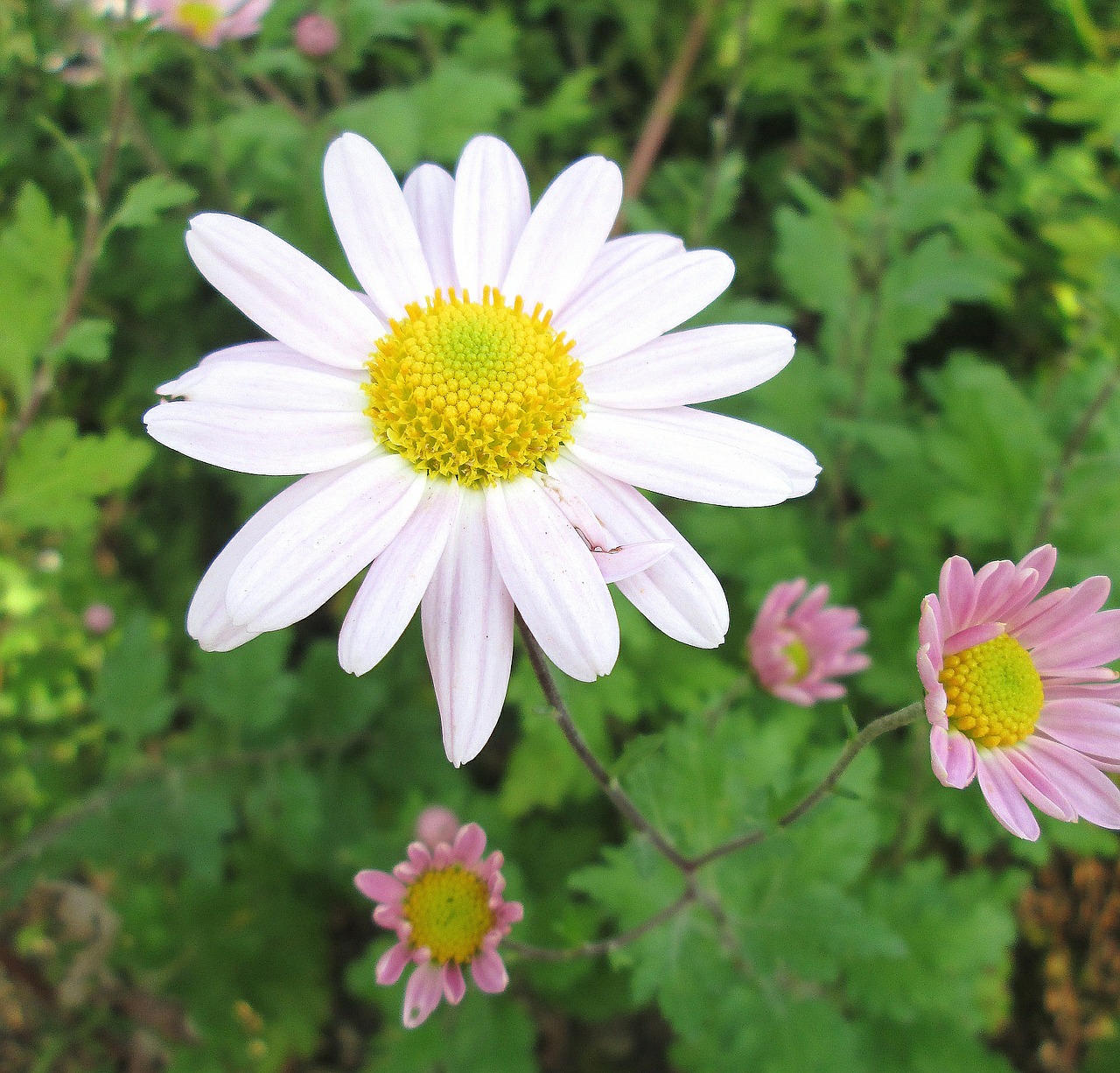 winter aster flower plant free photo