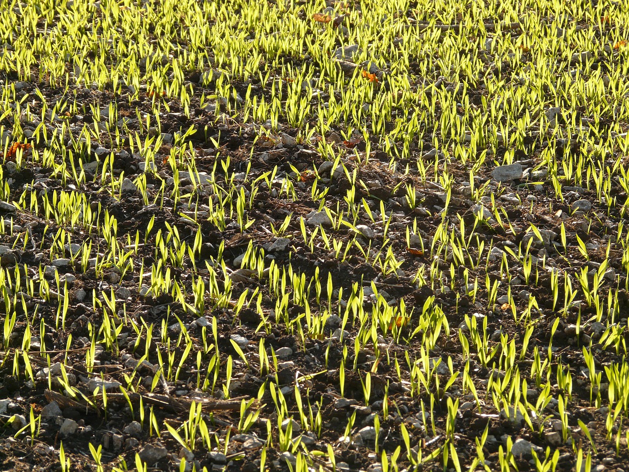 winter barley barley seed free photo