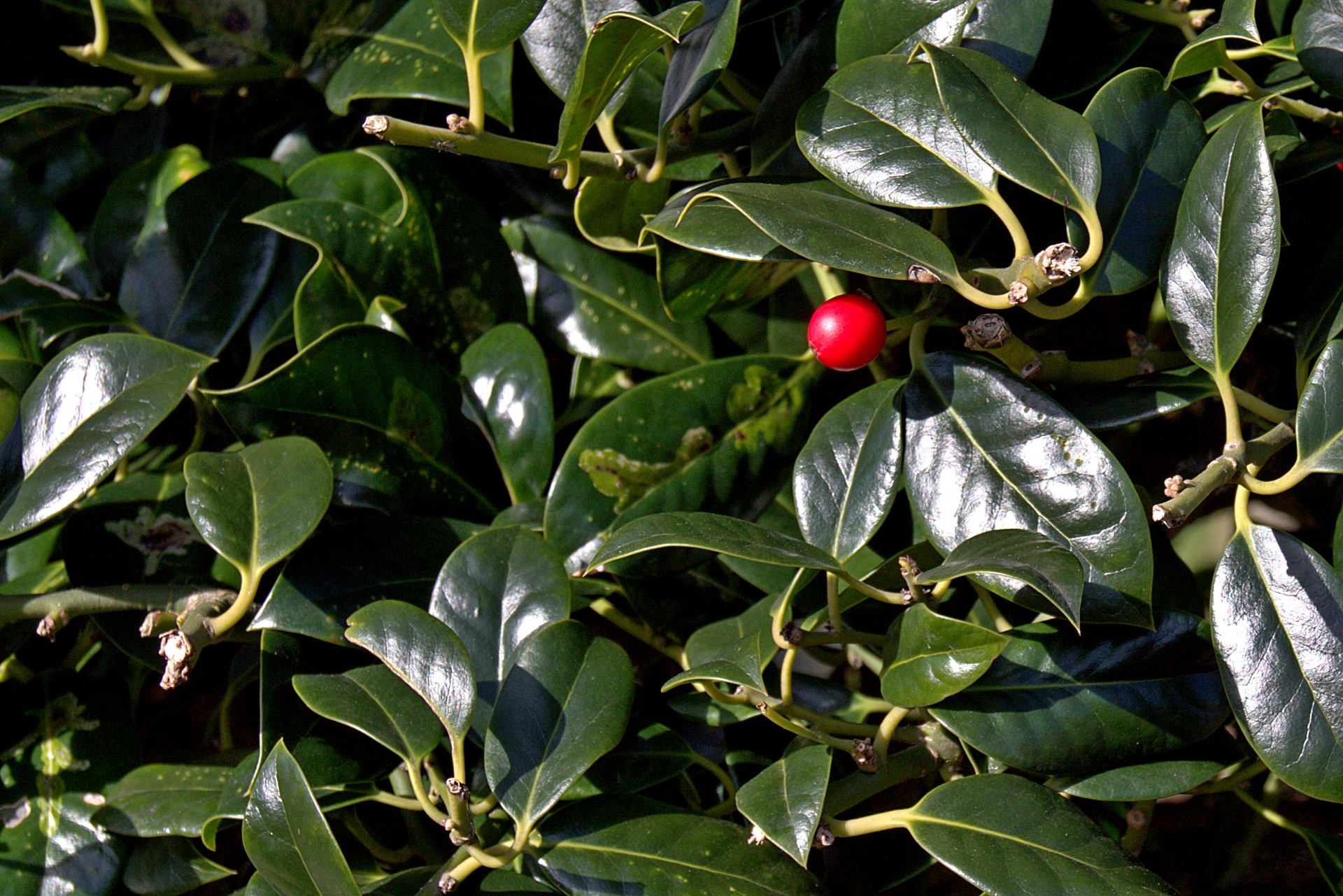 holly berry leaves free photo
