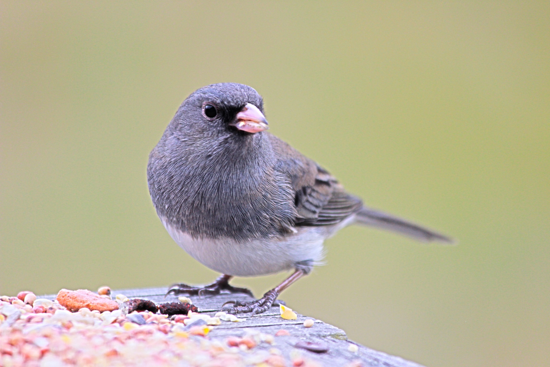 wild bird wildlife free photo