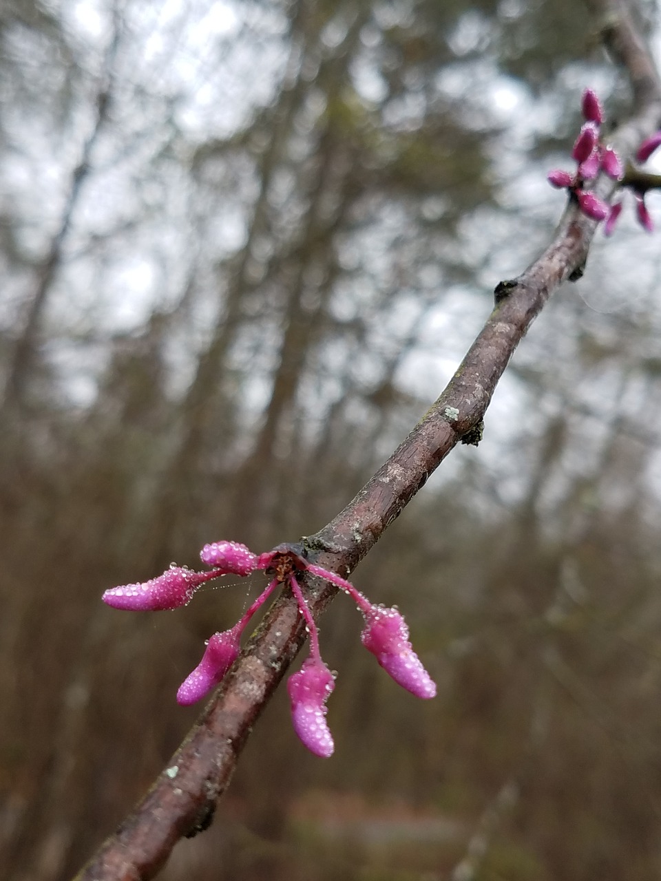 winter blossoms pink eastern redbud free photo