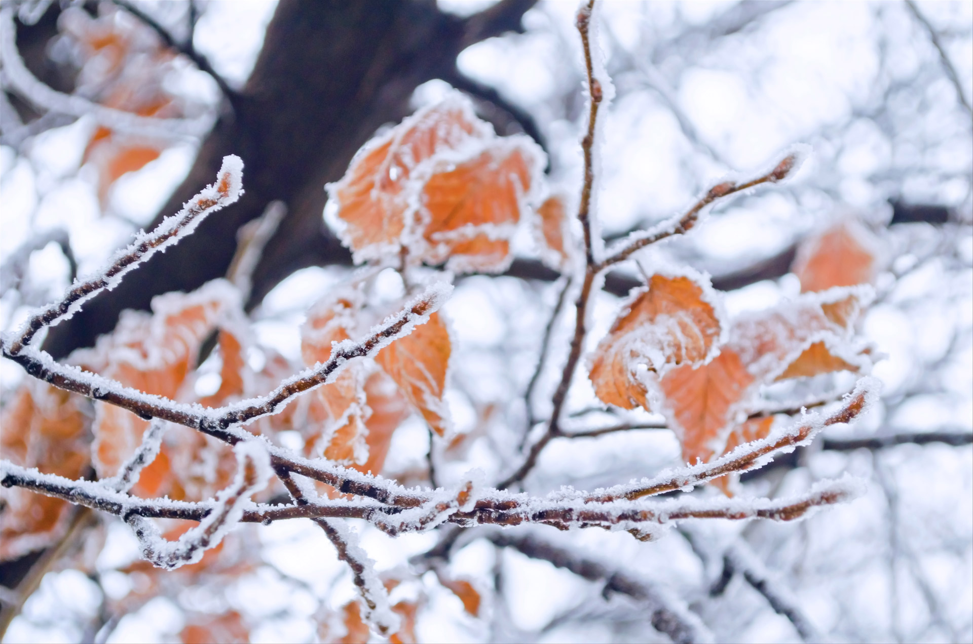 winter frost snow free photo