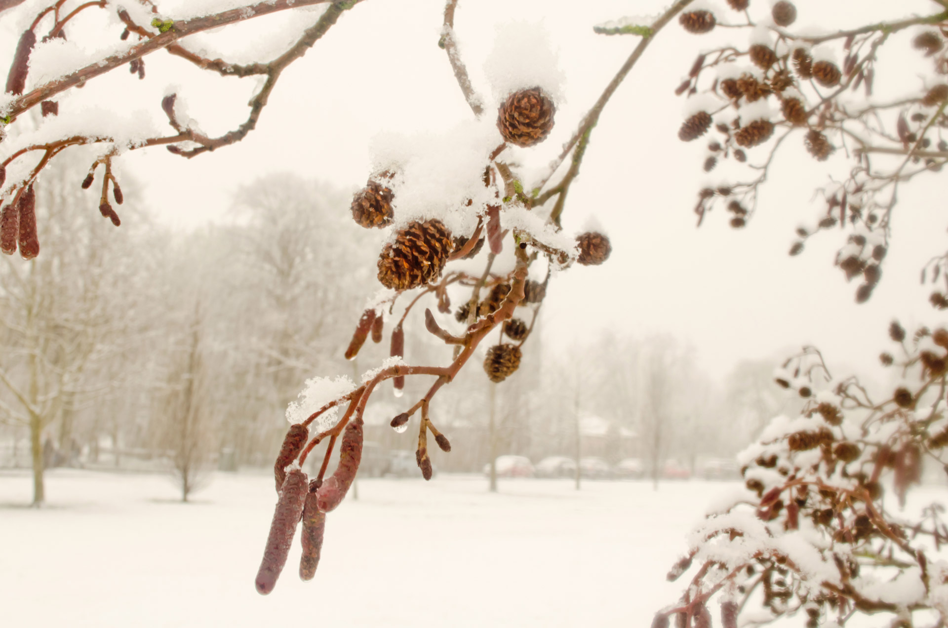 winter branch branches free photo