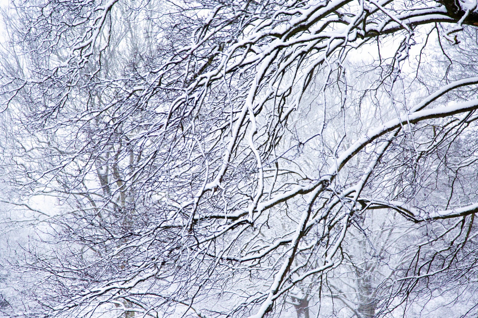 winter seasons snow free photo