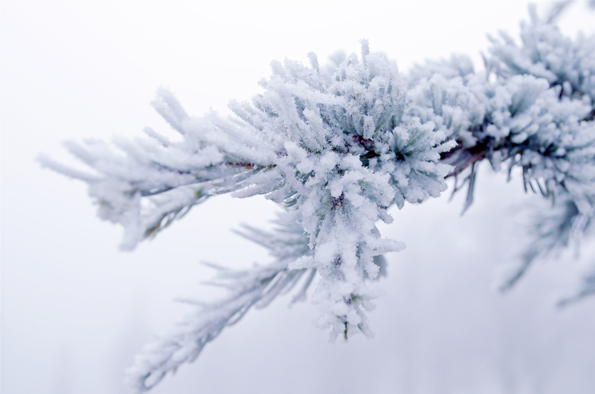 winter branch snow free photo