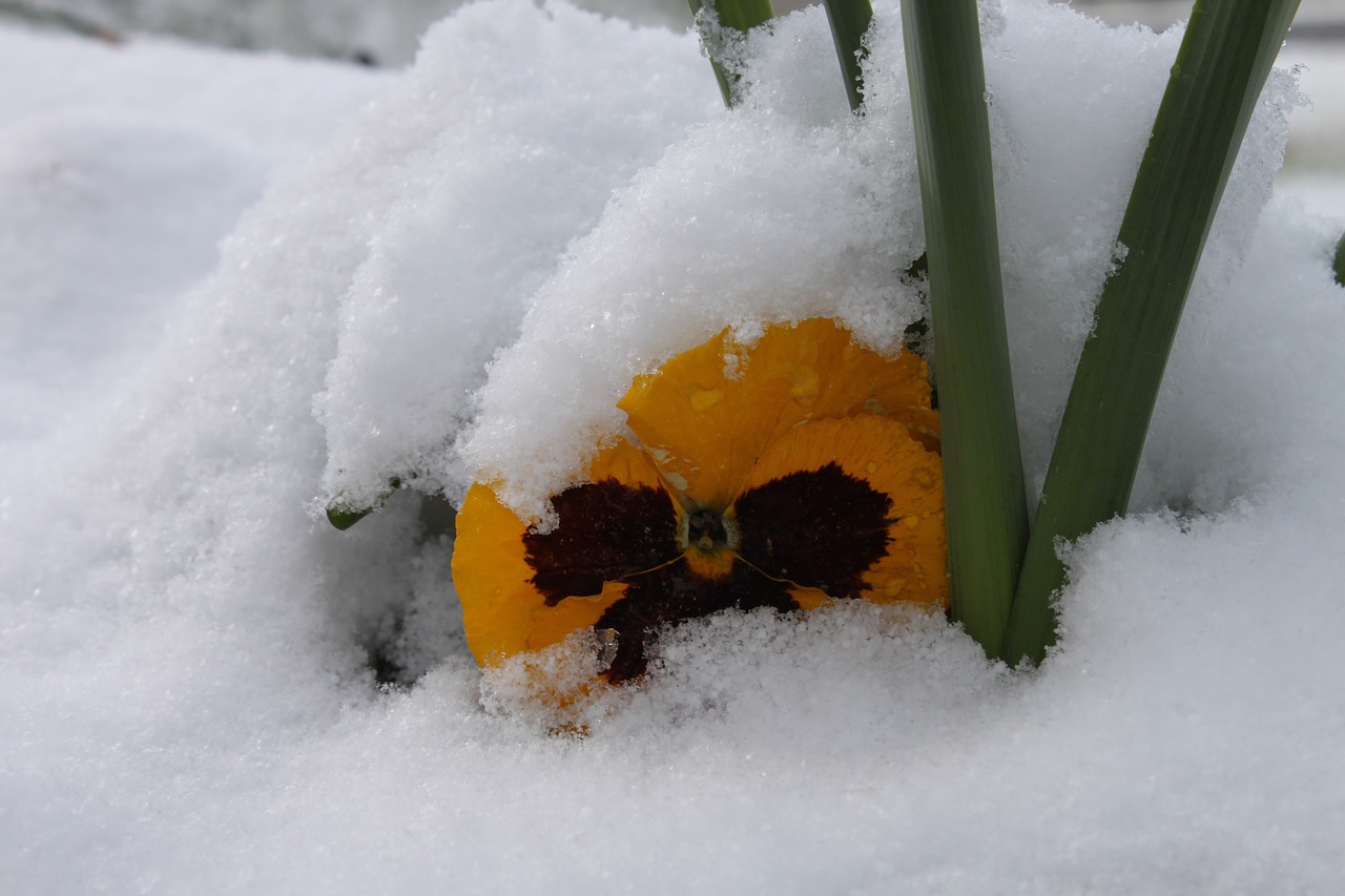 winter cold snow flower free photo