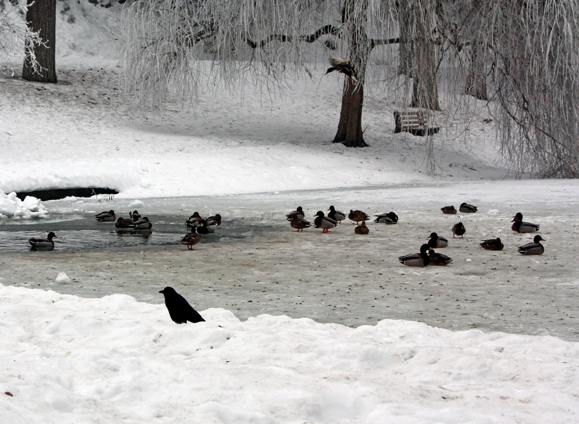 duck pond winter free photo