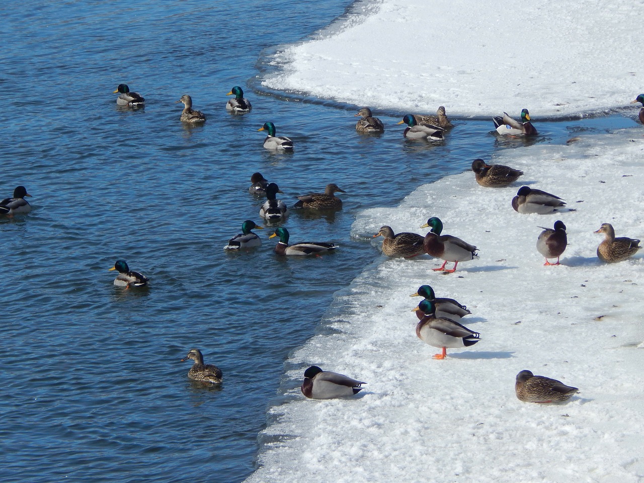 winter ducks wildlife nature free photo