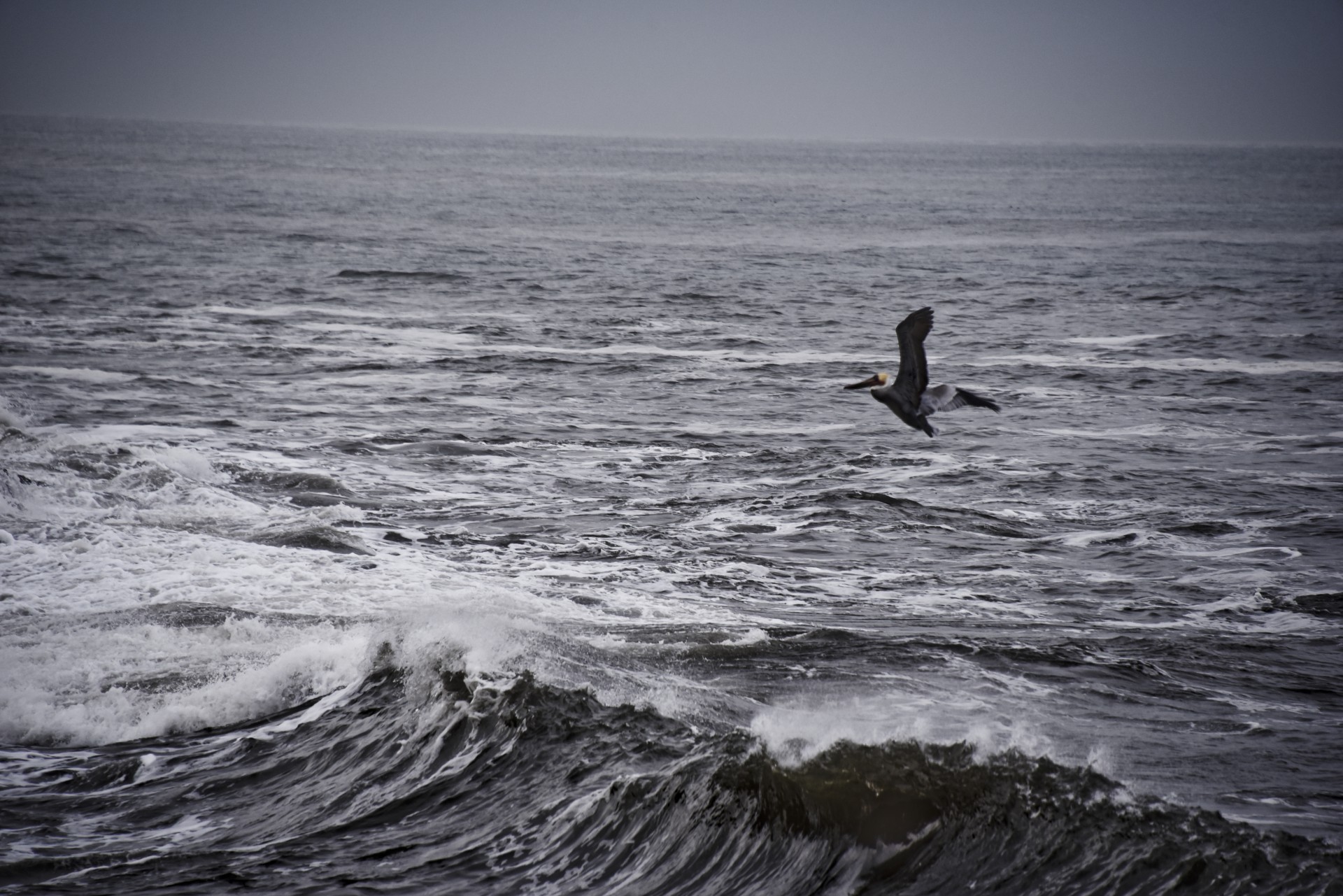 pelican ocean surf free photo