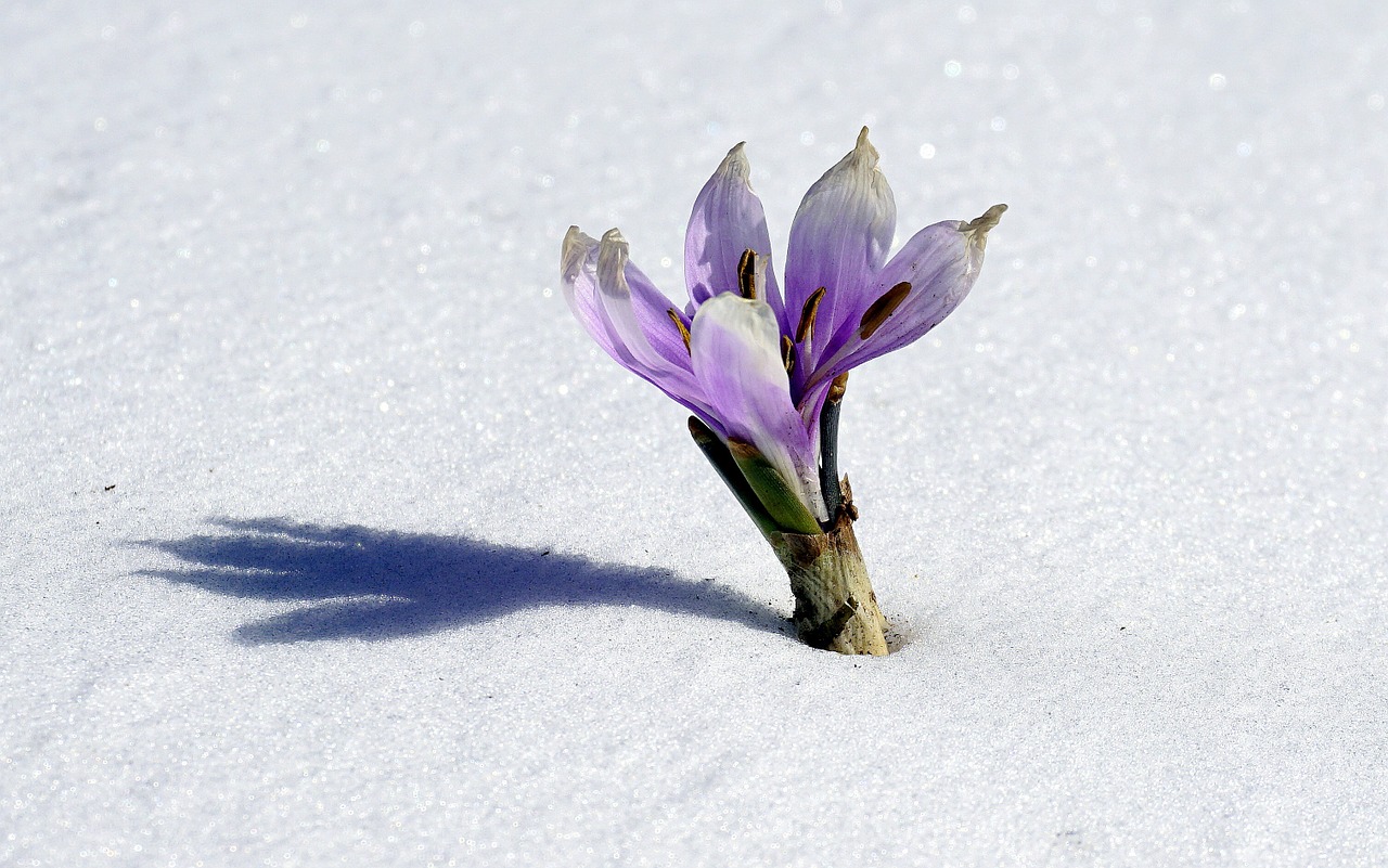 winter flower snow botany free photo