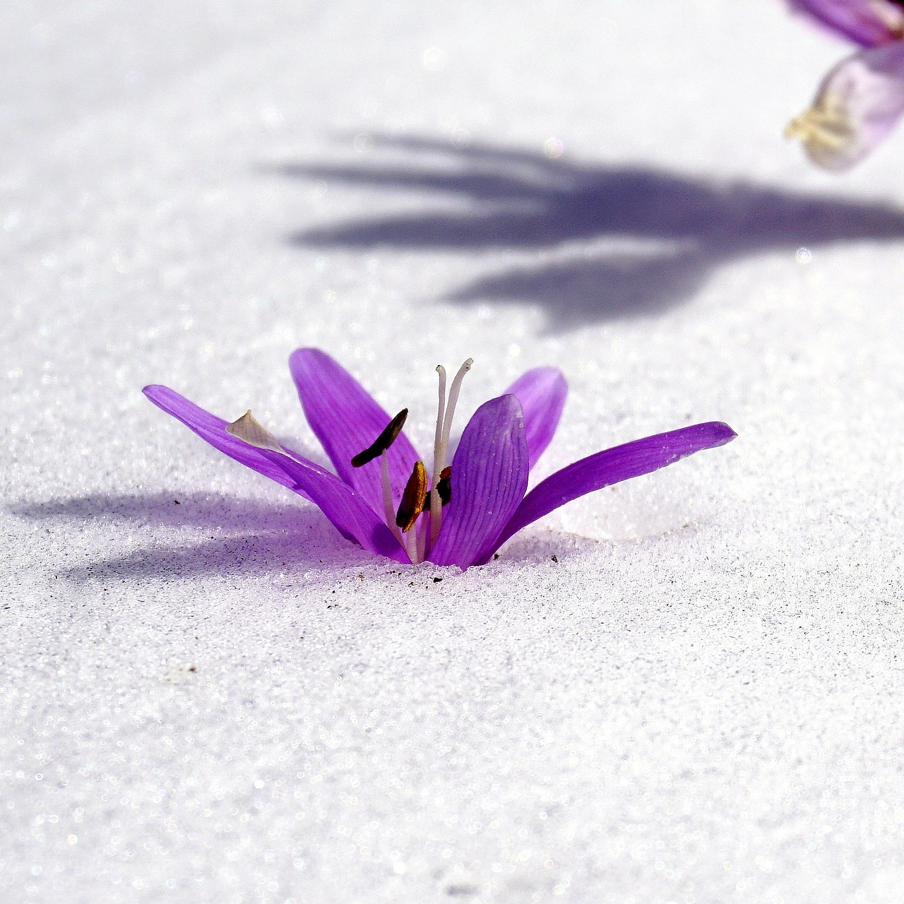 winter flower snow botany free photo