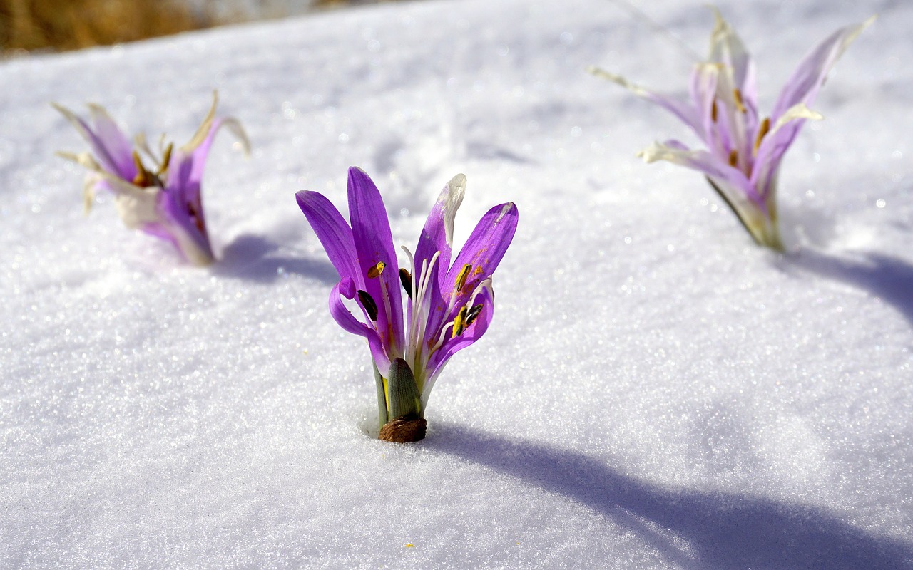 winter flowers snow botany free photo