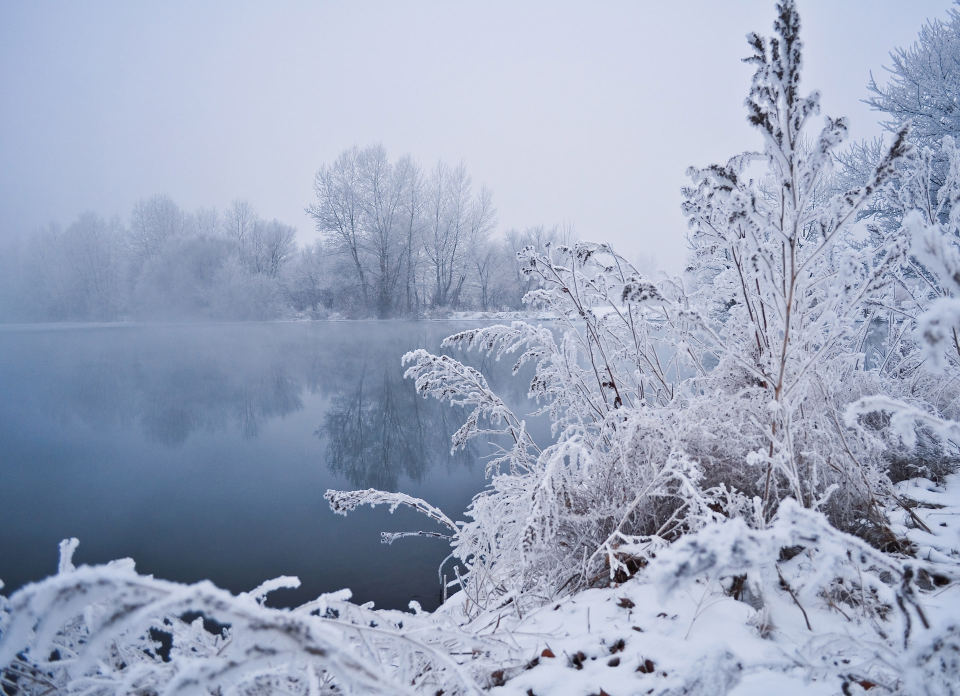 winter water trees free photo