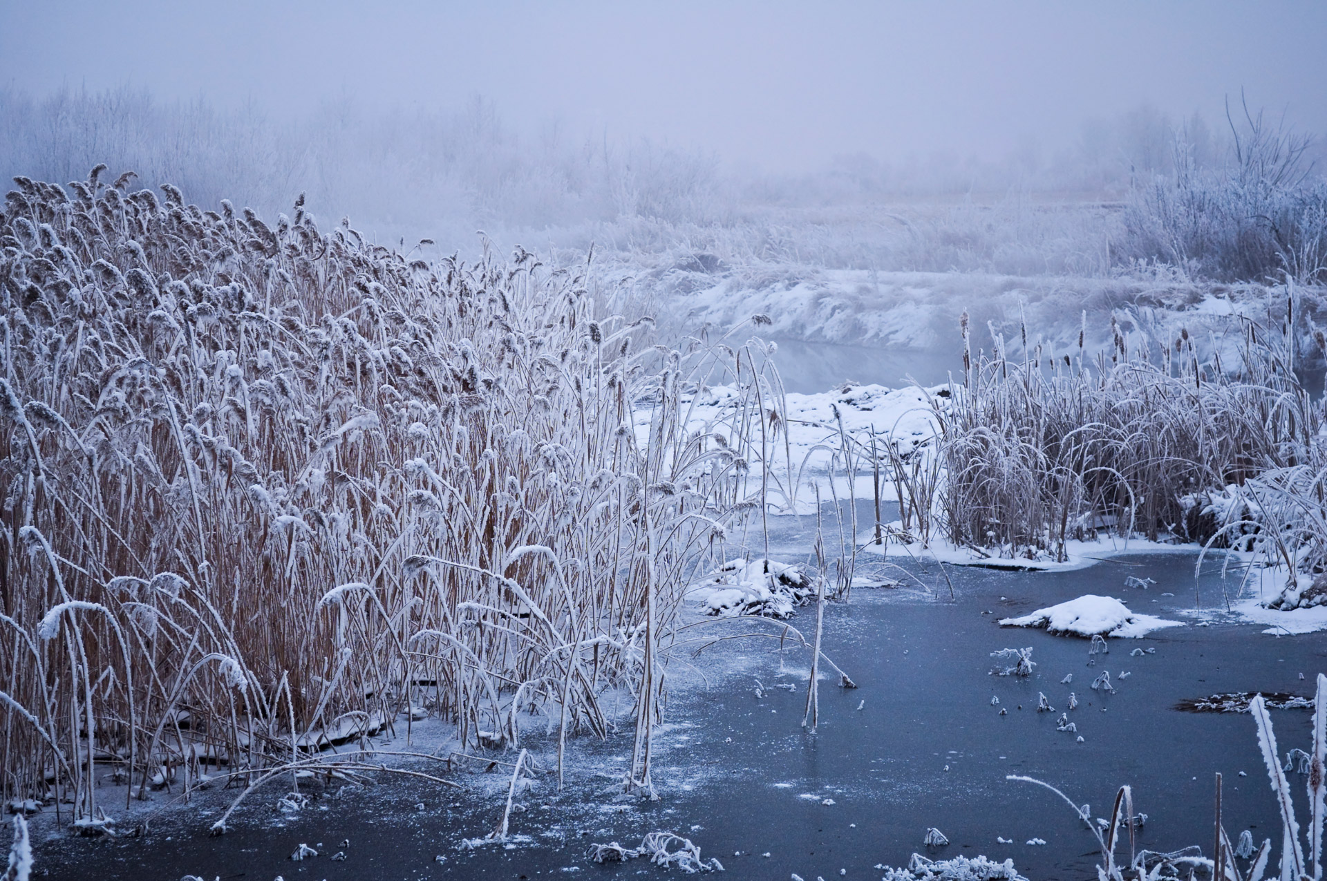 winter water trees free photo