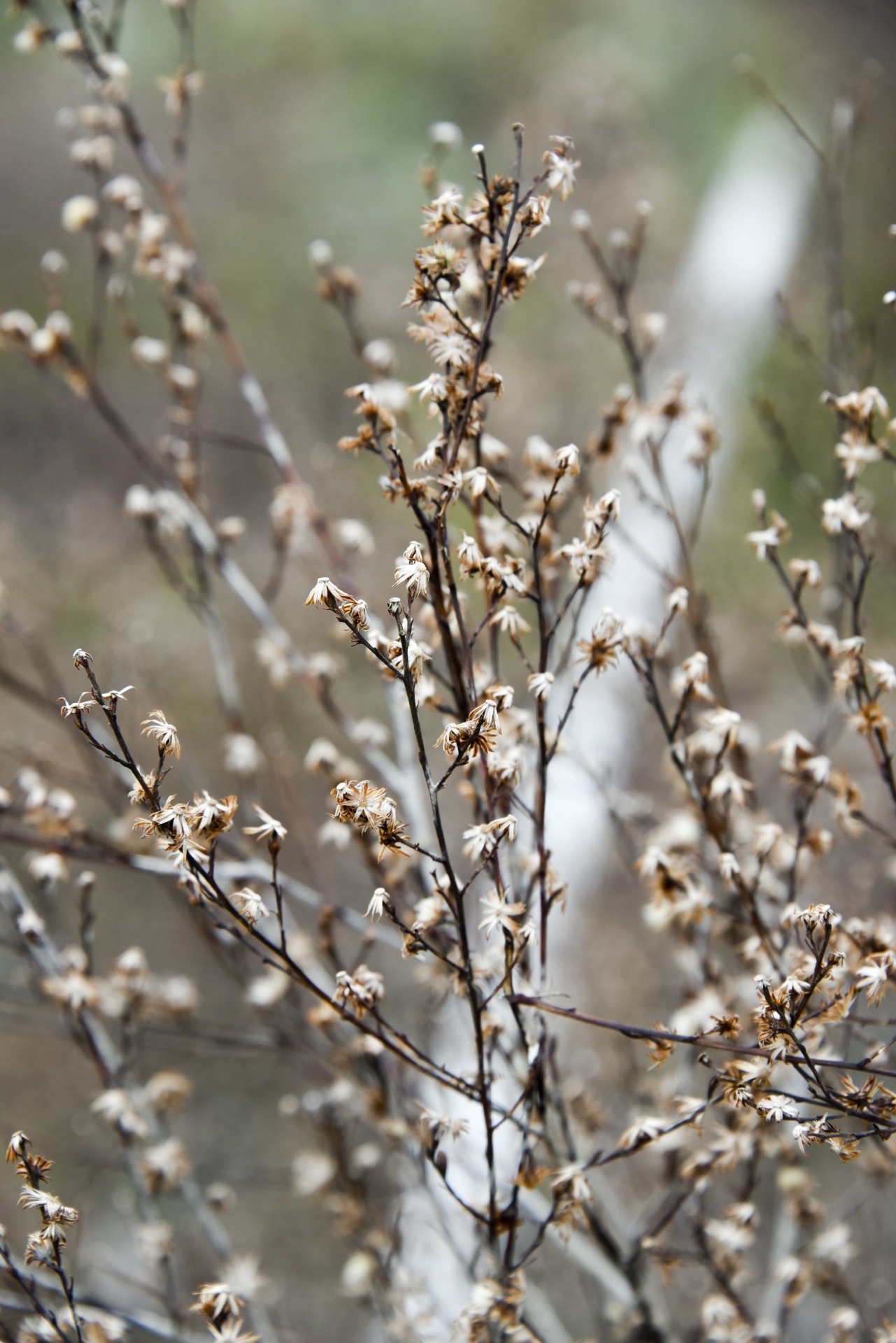 winter branches white free photo