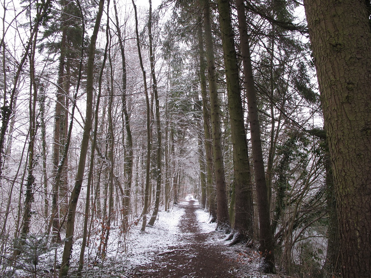 winter forest forest snow free photo