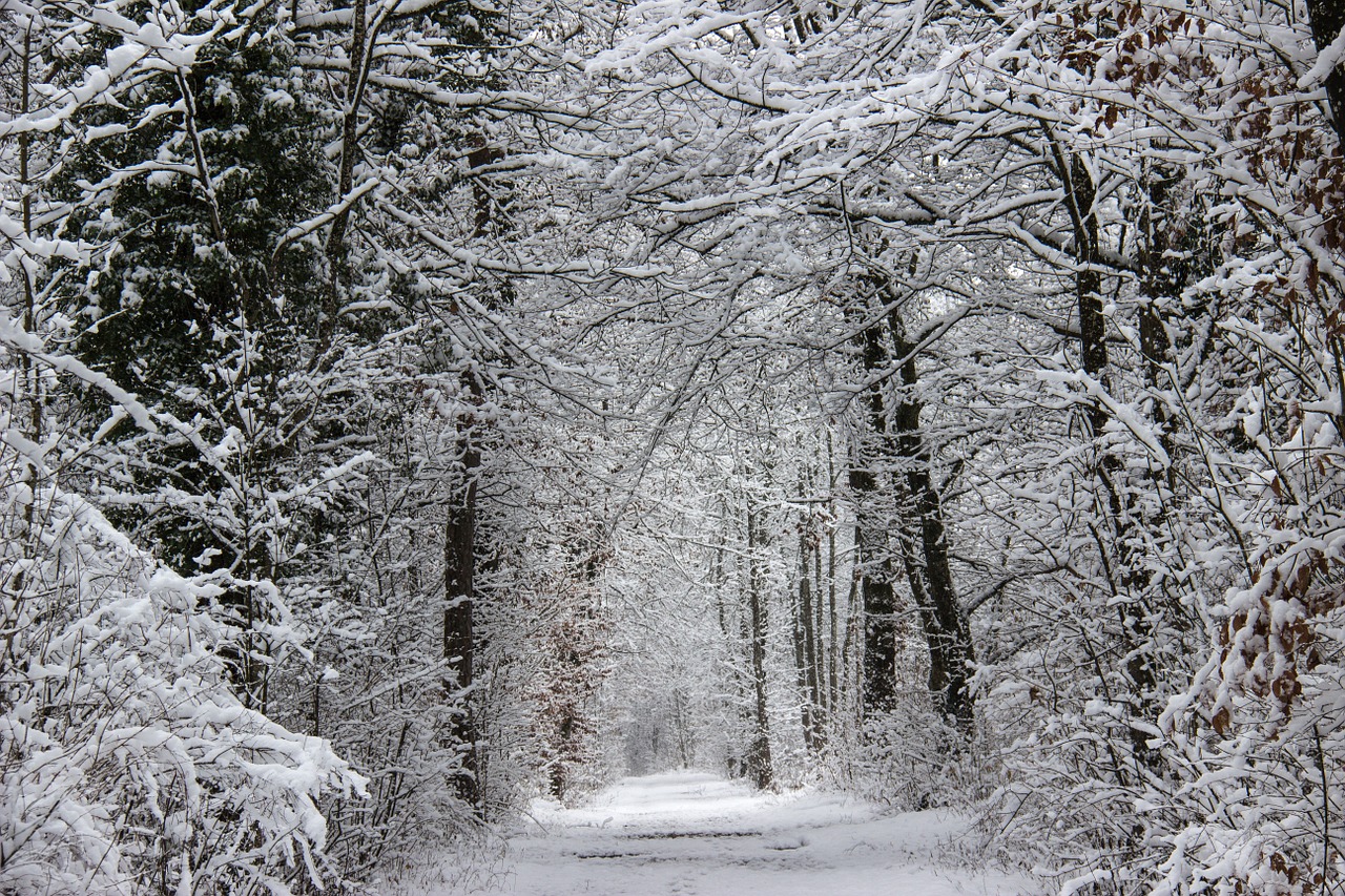 winter forest away snow free photo