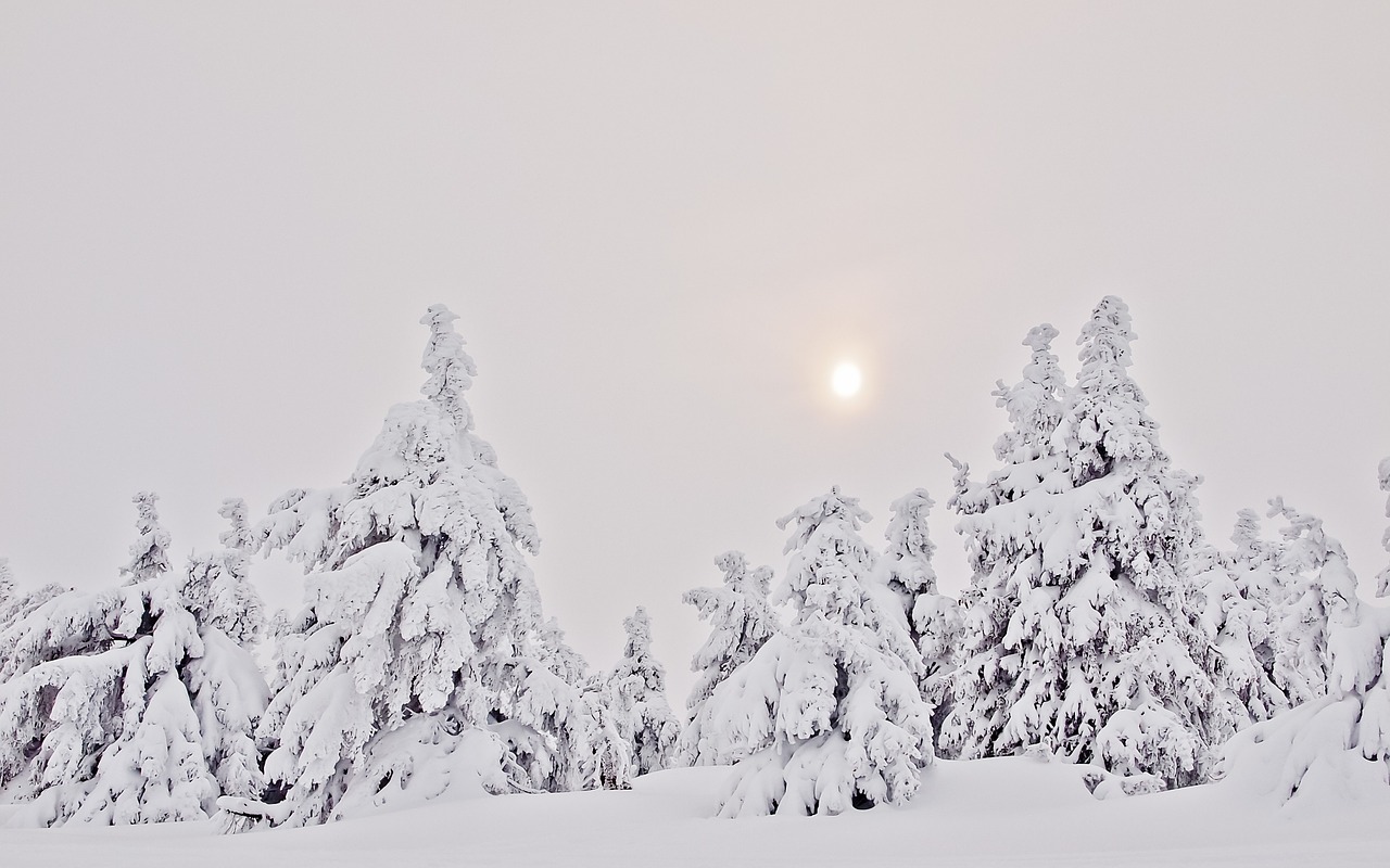 winter forest snow firs free photo