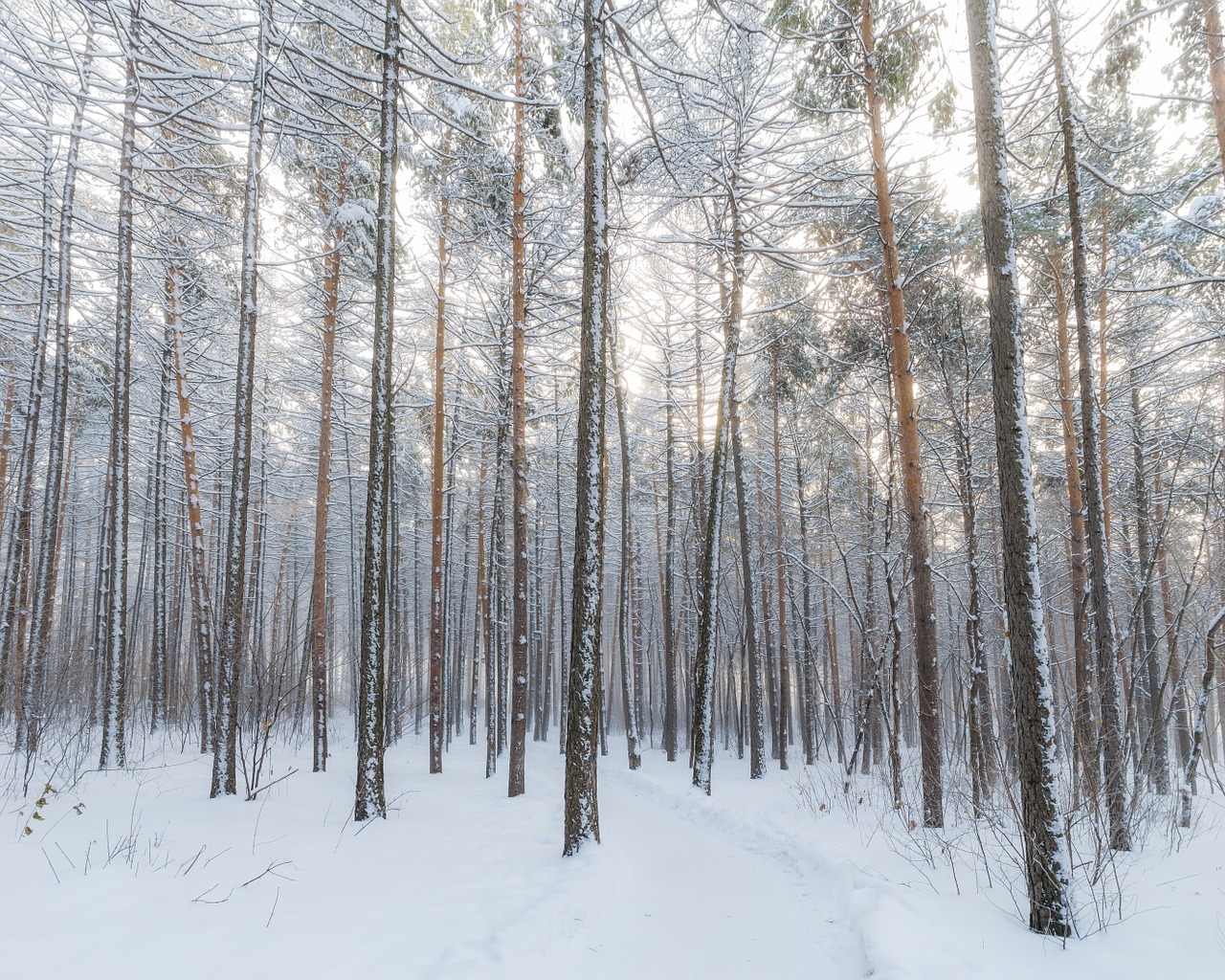 winter forest snow winter free photo