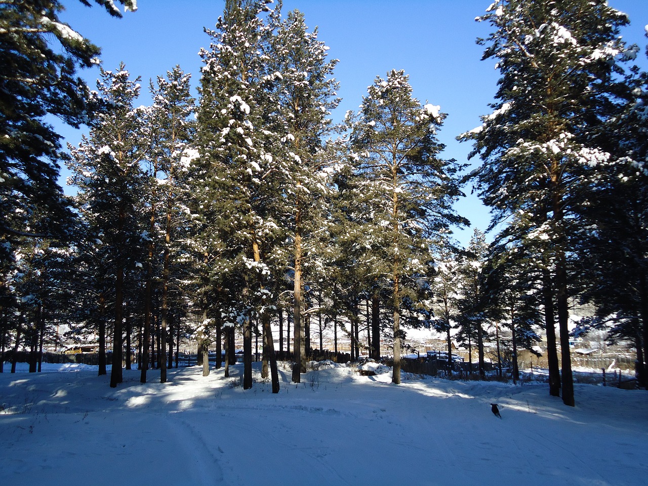 winter forest nature spruce free photo