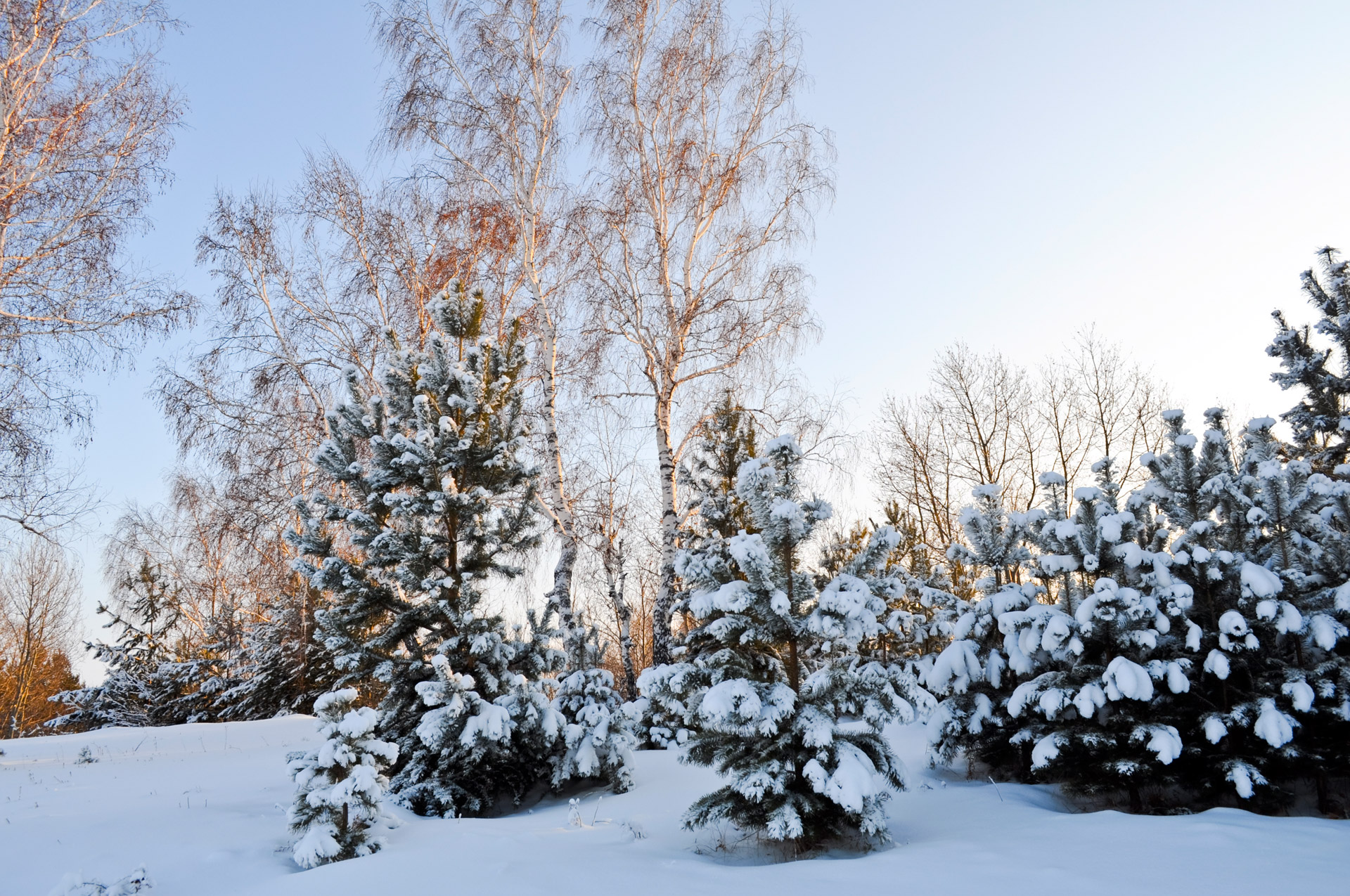 winter nature forest free photo