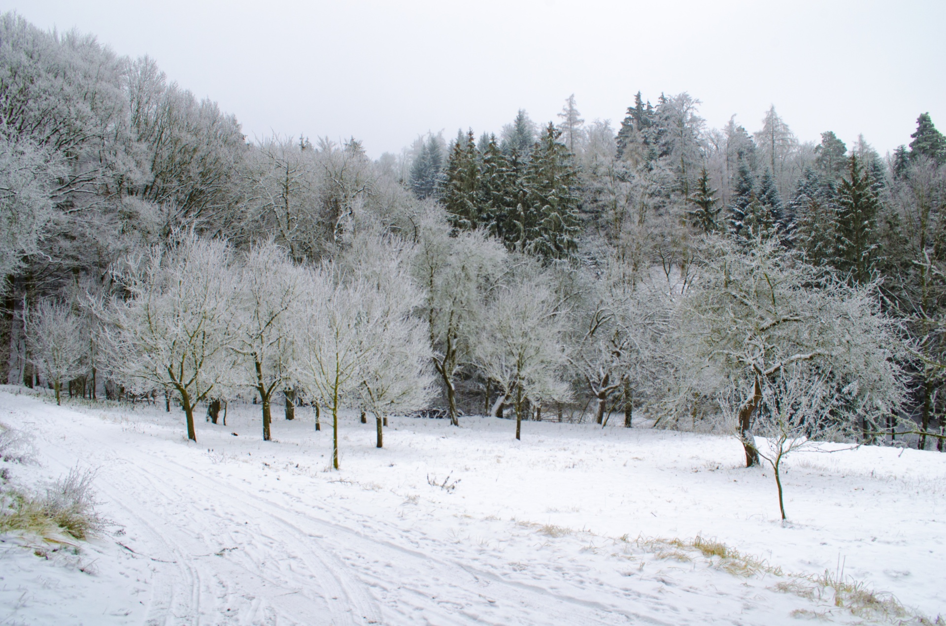 winter seasons snow free photo