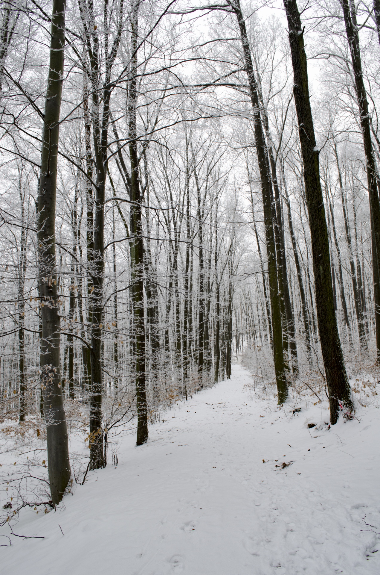 winter forest seasons free photo